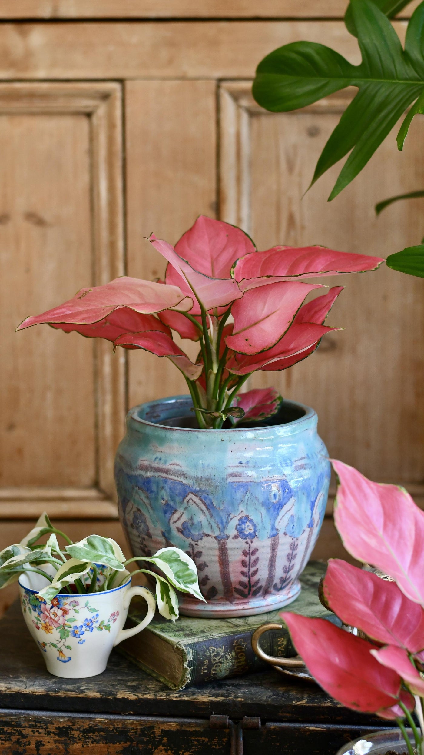 Aglaonema Pink Star