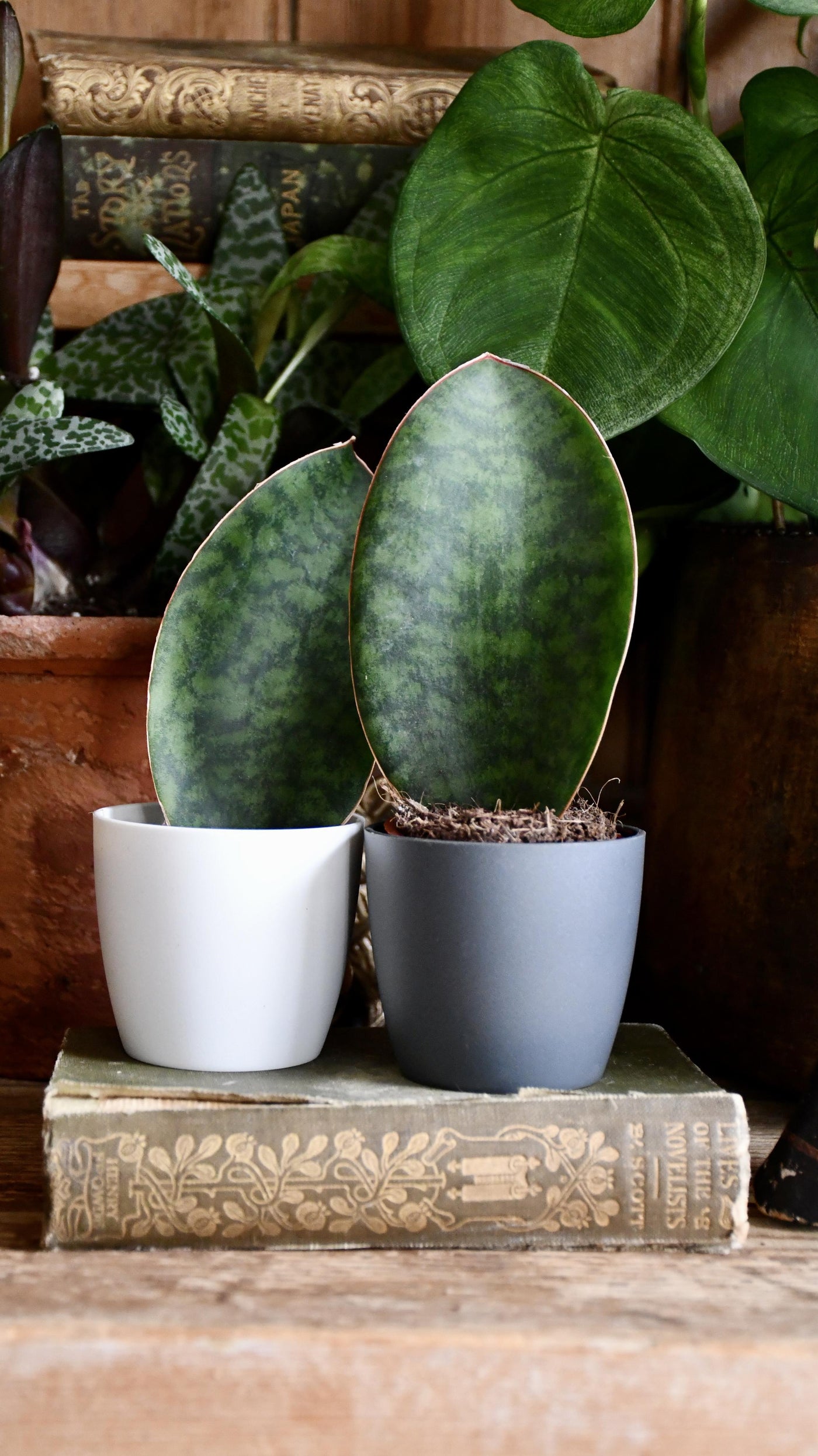 sansevieria victoria Small Sansevieria Victoria | Snake Plant
