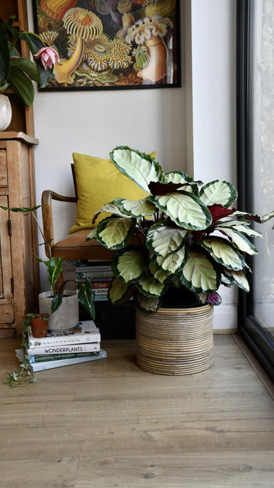 XL Calathea Rosea-picta Silvia