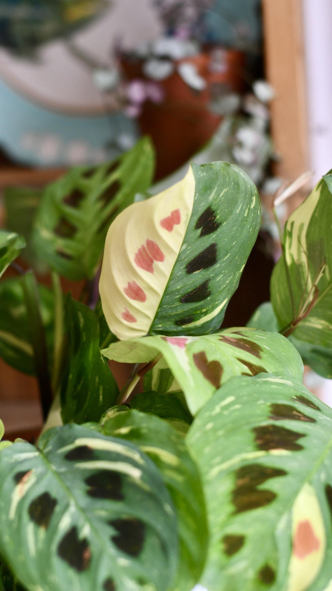 variegated prayer plant for sale Variegated Maranta Leuconeura Kercho *rare* – Happy Houseplants
