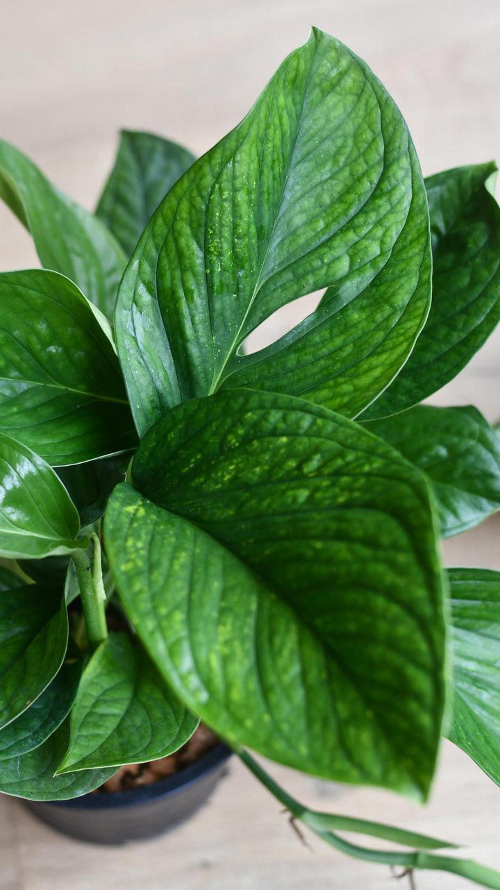 Monstera Pinnatipartita | Rare Indoor Plants