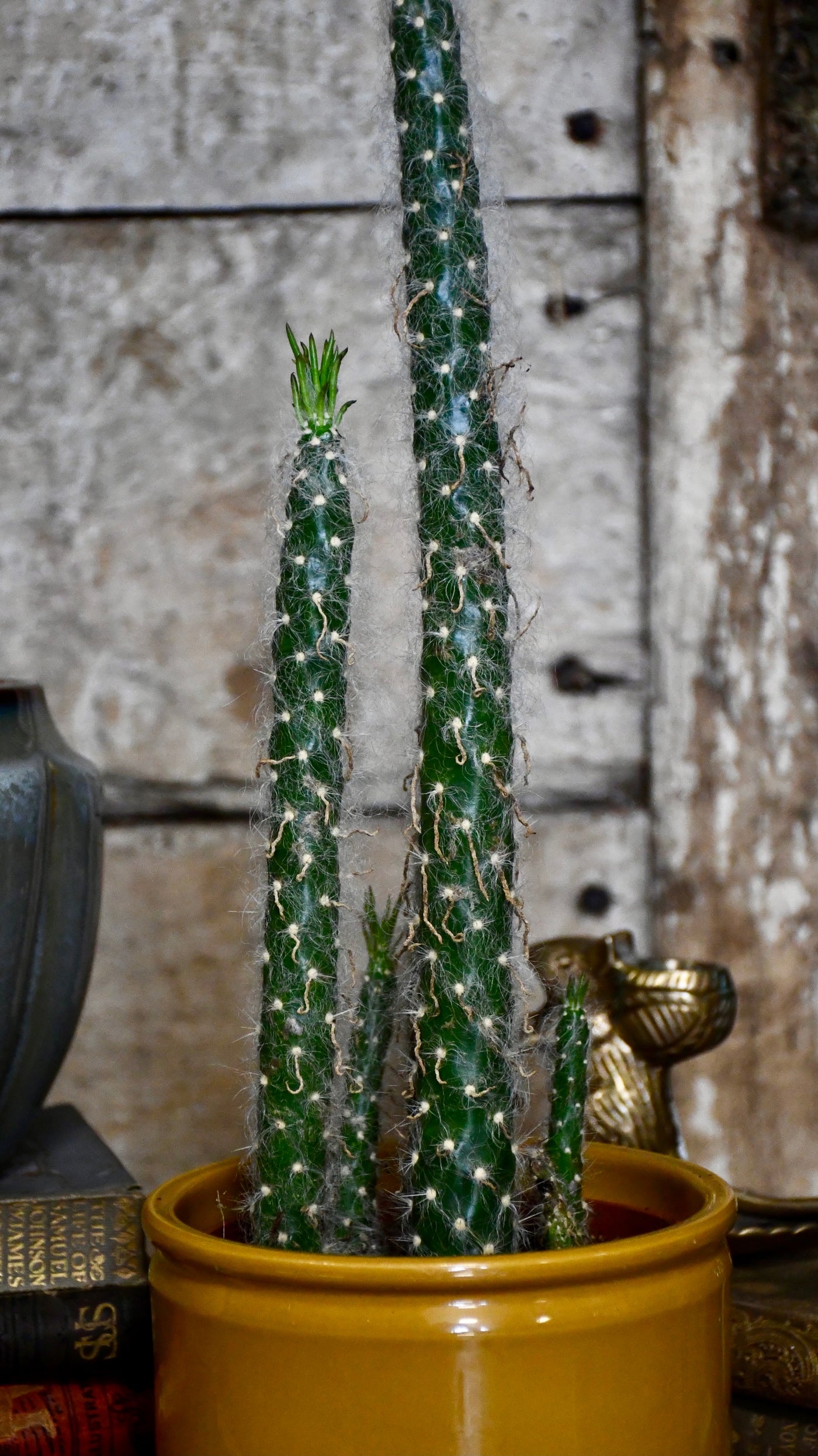 Opuntia Vestita Cristata *rare*
