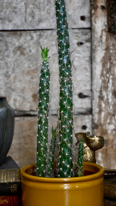 Opuntia Vestita Cristata *rare*