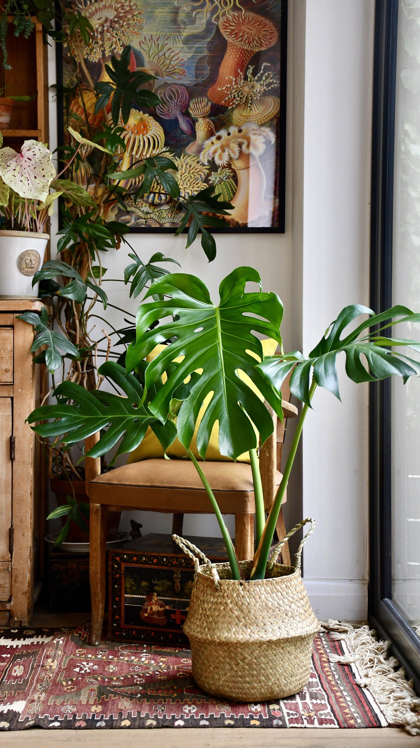 Medium Monstera Deliciosa (Elegant Stem Form)