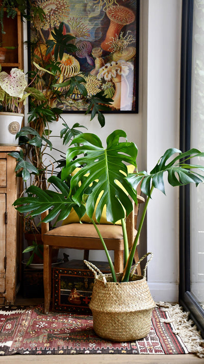 Medium Monstera Deliciosa (Elegant Stem Form)