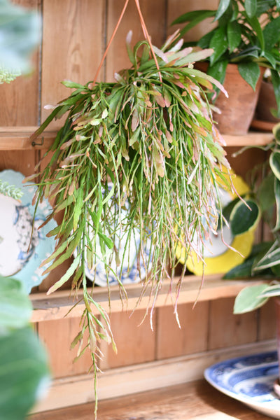 Rhipsalis Ramulosus - Red Coral 14cm pot 35cm long