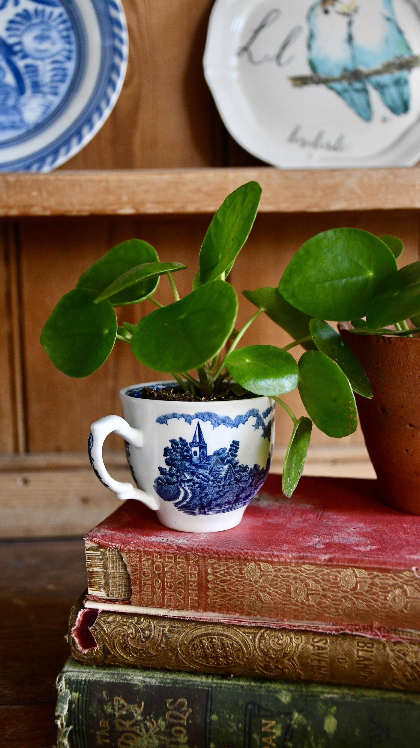 Pilea Peperomioides - Baby Plant