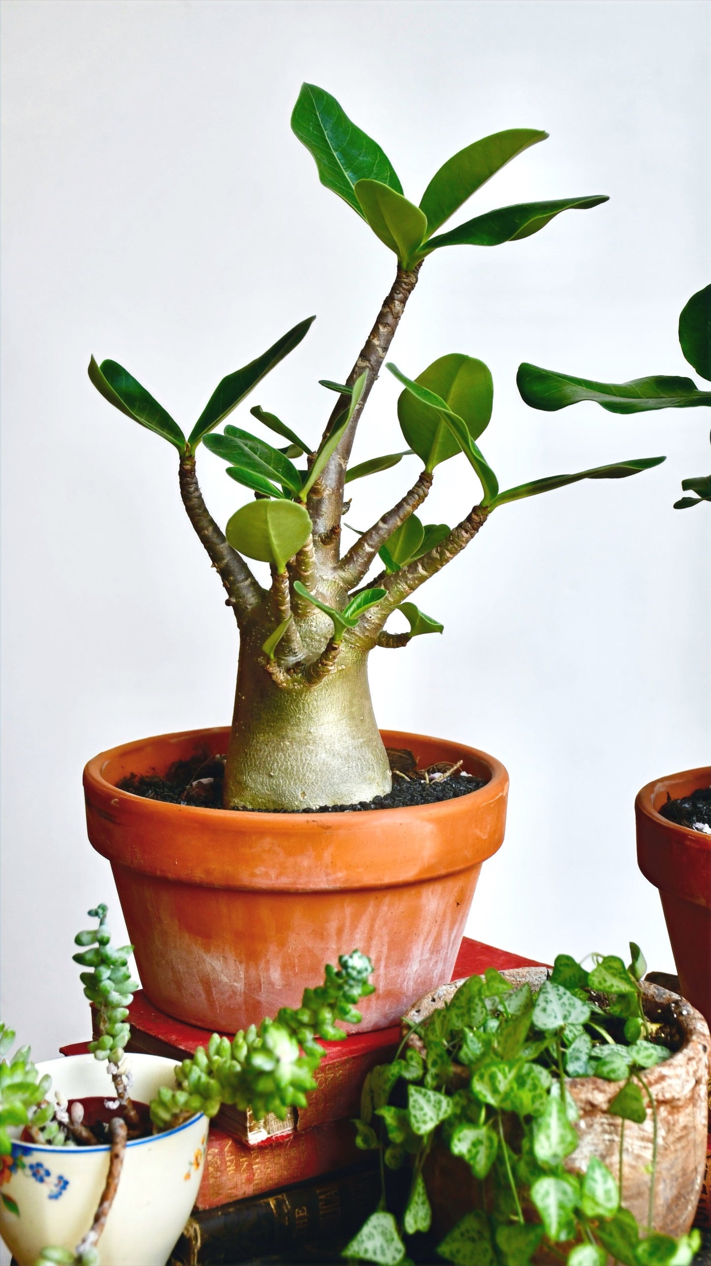 Large Adenium Baobab