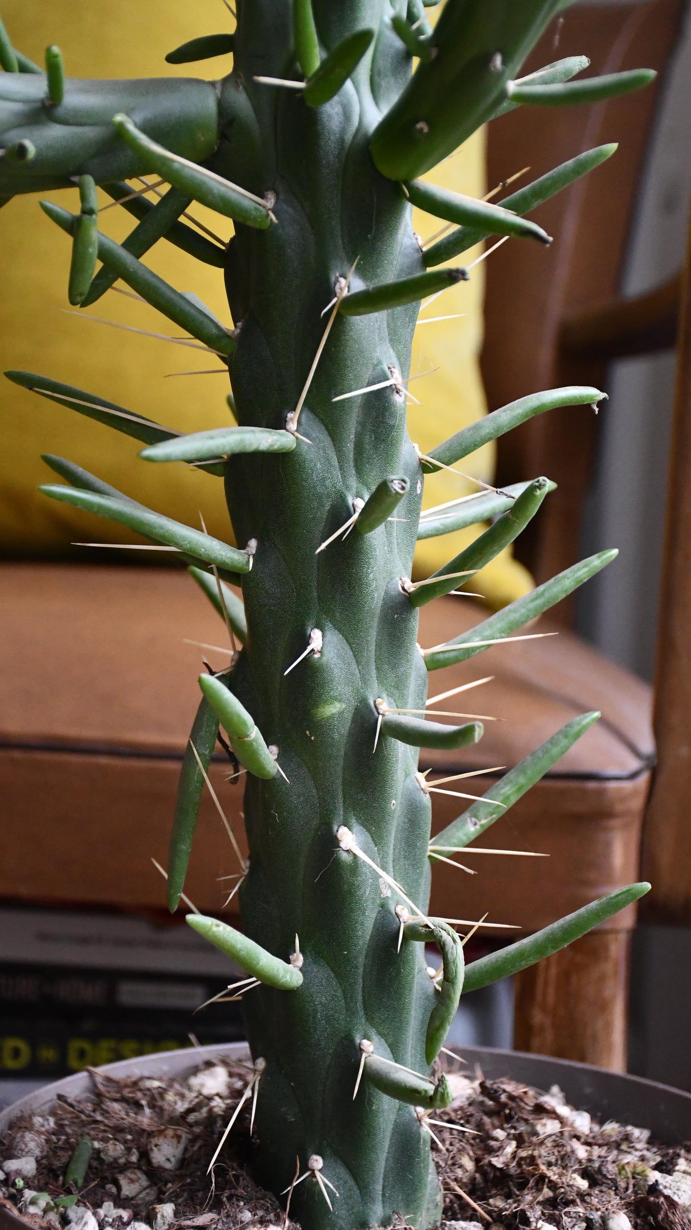 Opuntia Subulata *very rare*