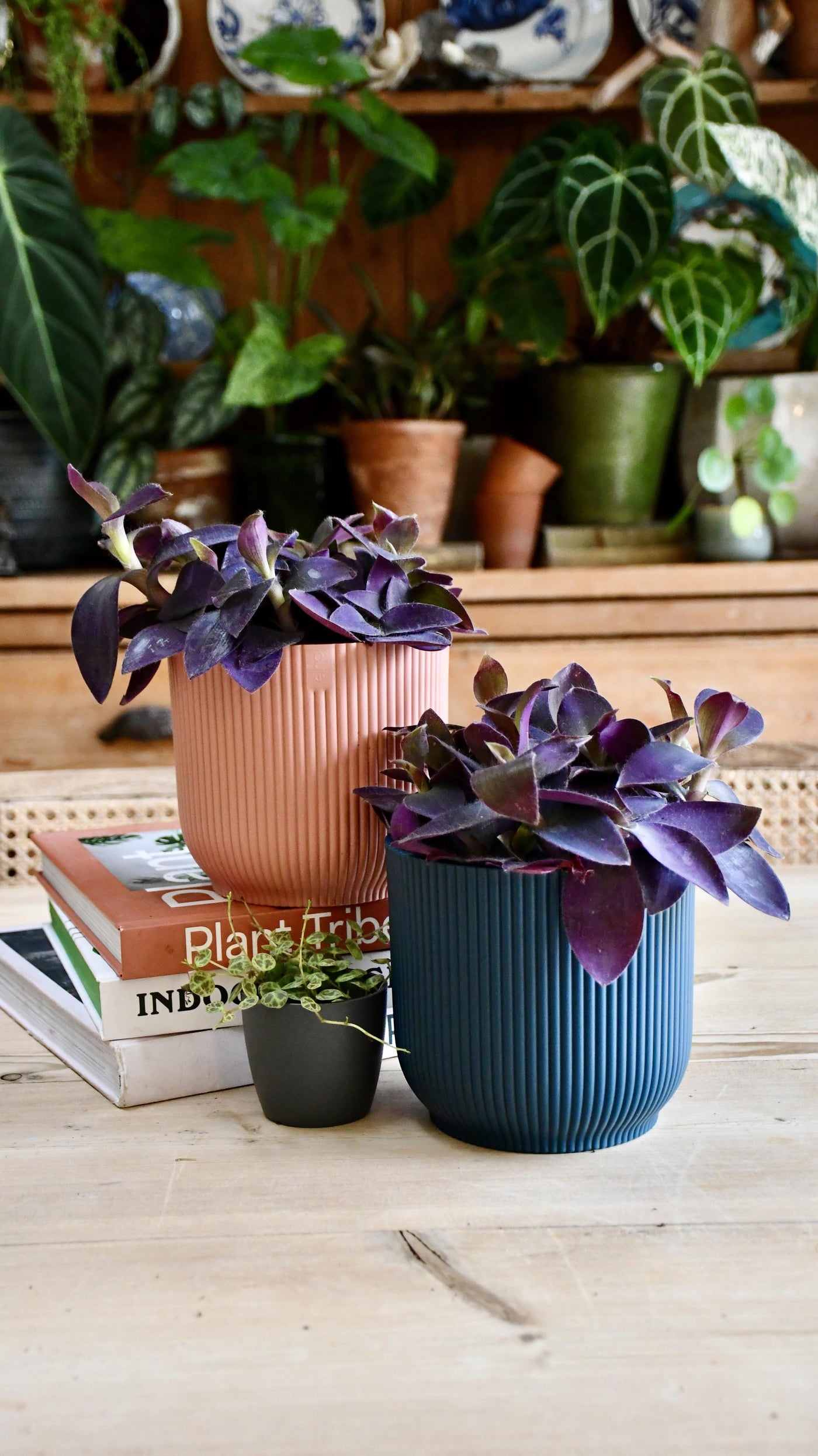 Tradescantia pallida 'Purpurea' (Purple Heart) & Vibes pot