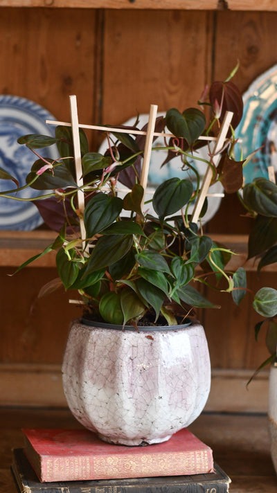 Philodendron Micans