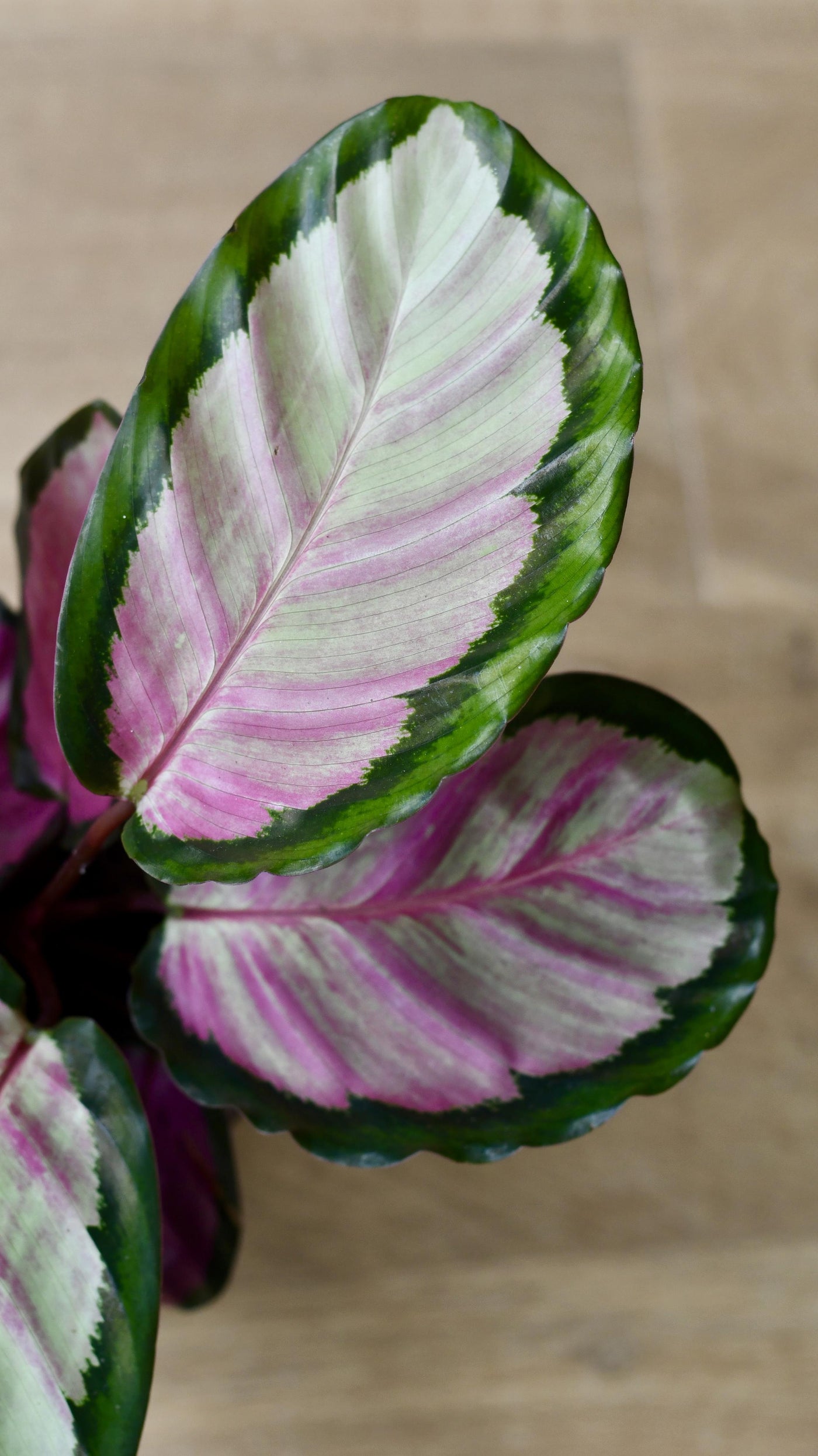 Calathea Roseopicta Rosy (Rose painted Calathea)