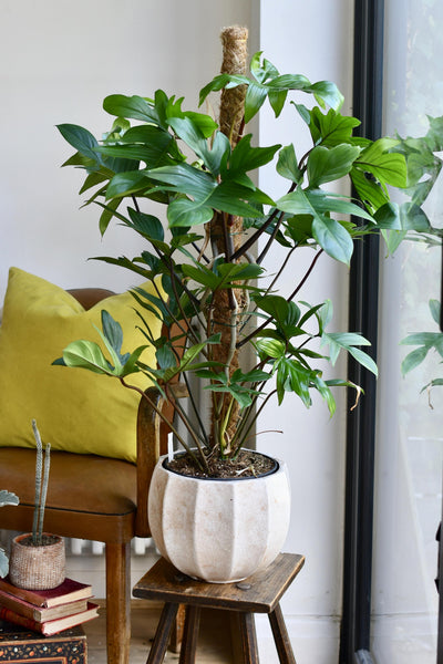 Philodendron Pedatum