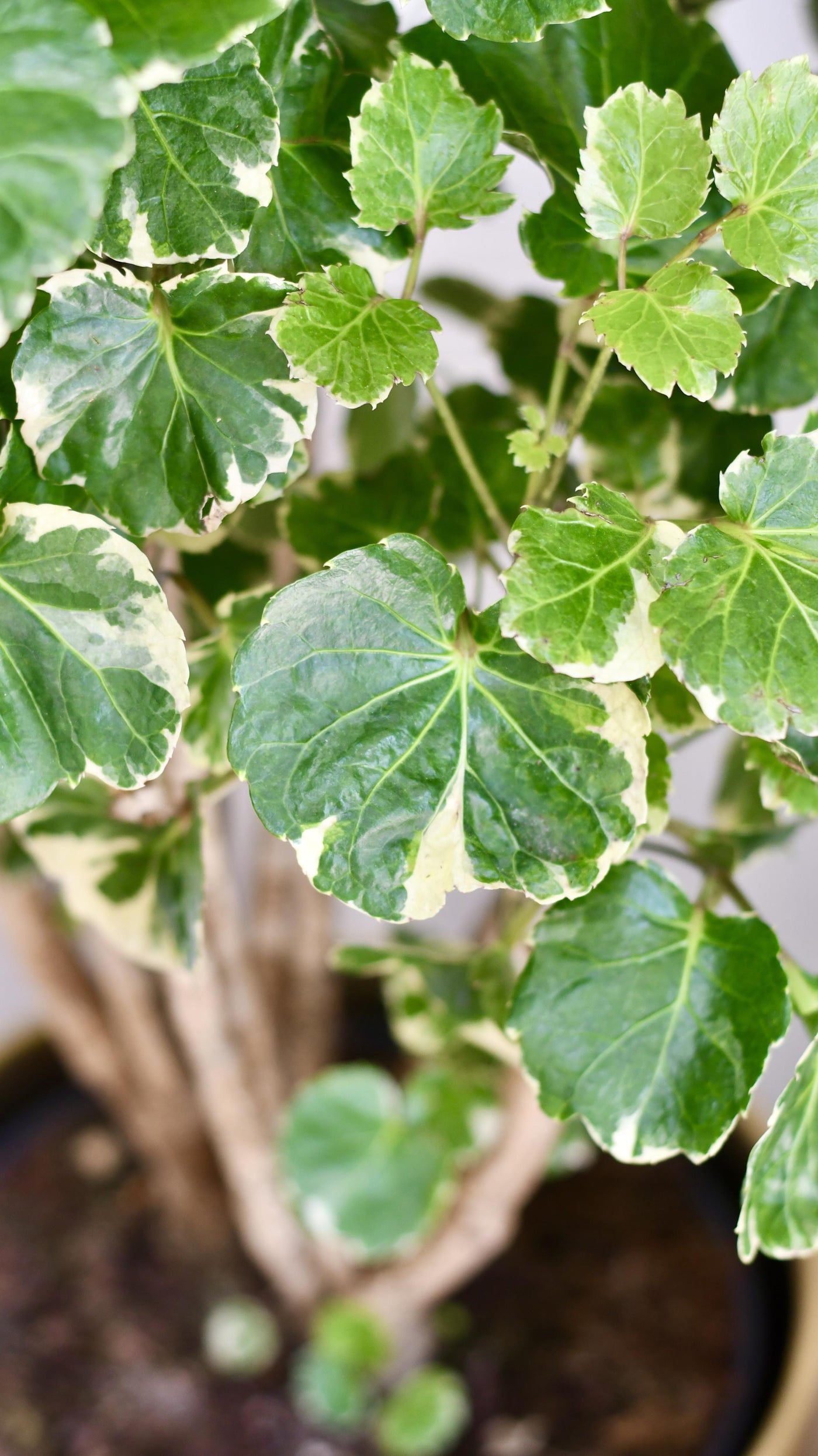 Polyscias Balfouriana | Aralia Balfour