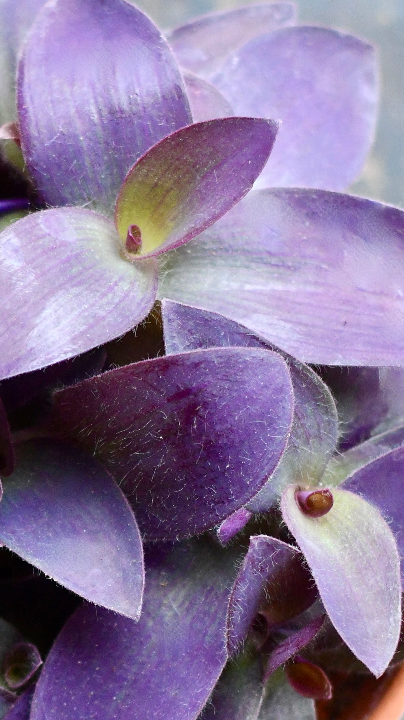 Tradescantia pallida 'Purpurea' (Purple Heart) & Vibes pot