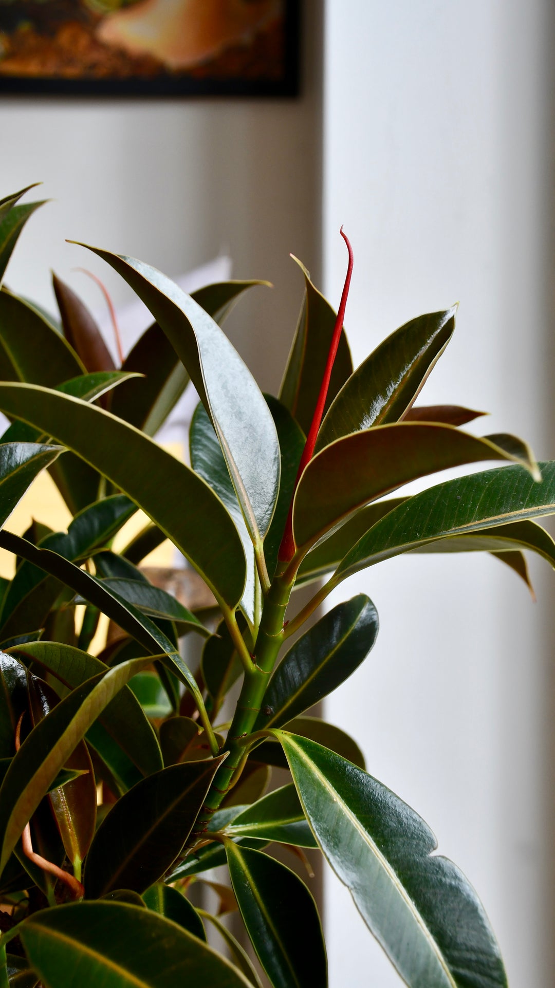 melany rubber tree Ficus Melany Mangrove - Rubber Plant