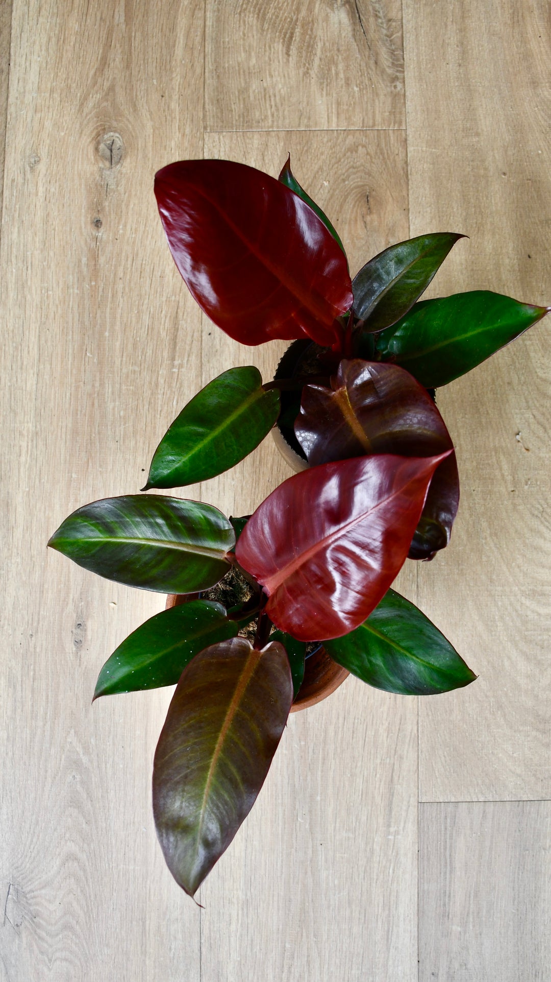 Philodendron Red | UK Delivery