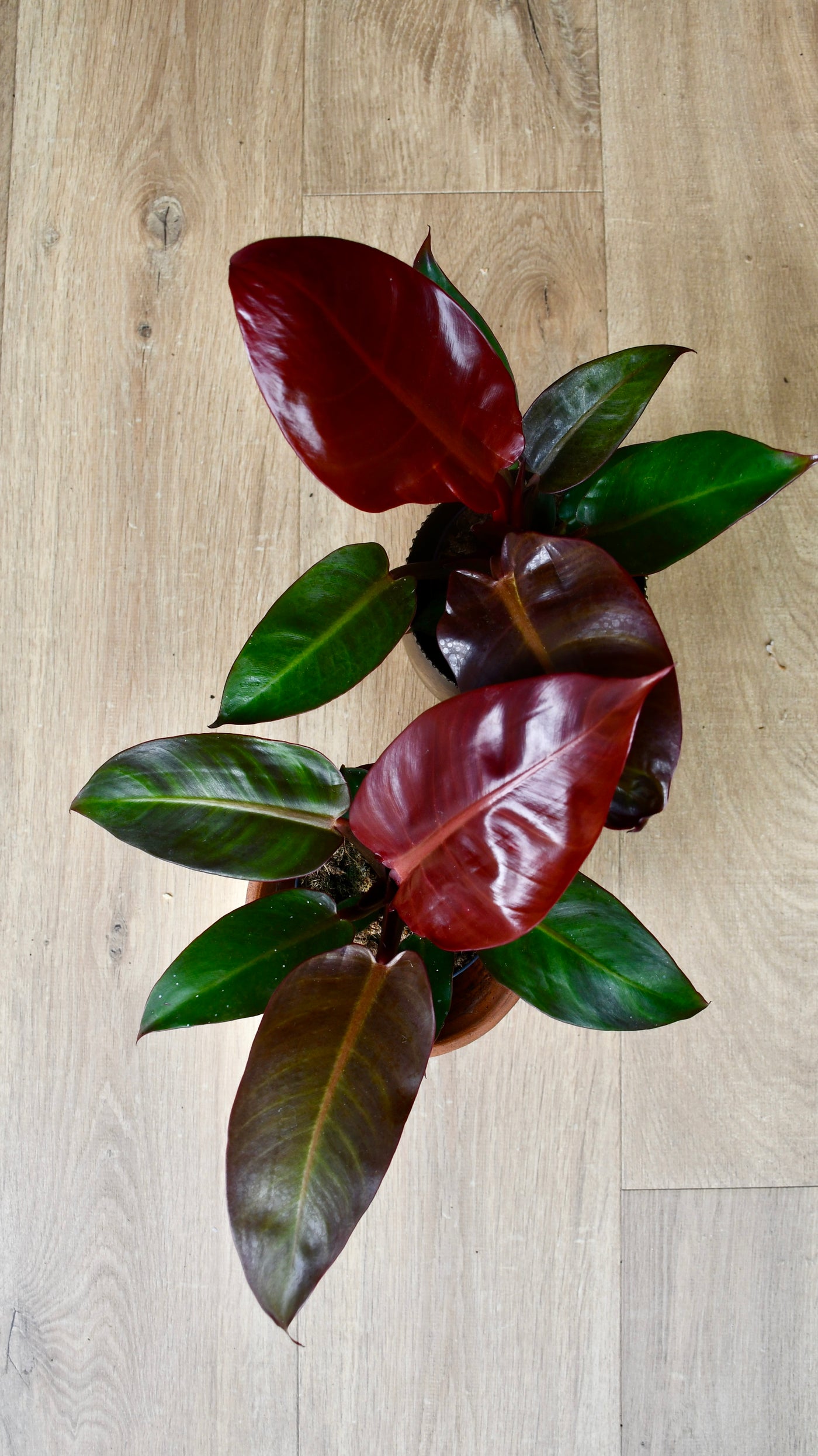 Philodendron Red