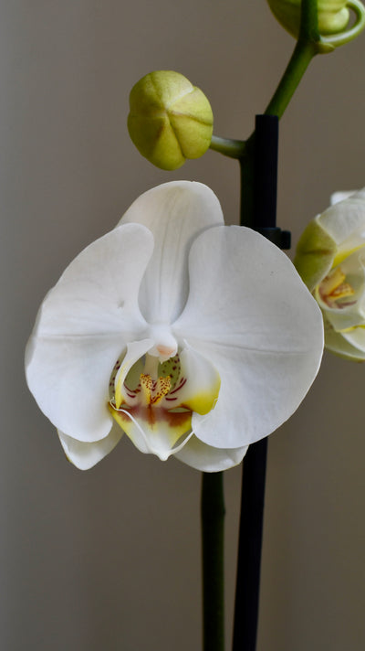 White Phalaenopsis Orchid & Tembesi Pot