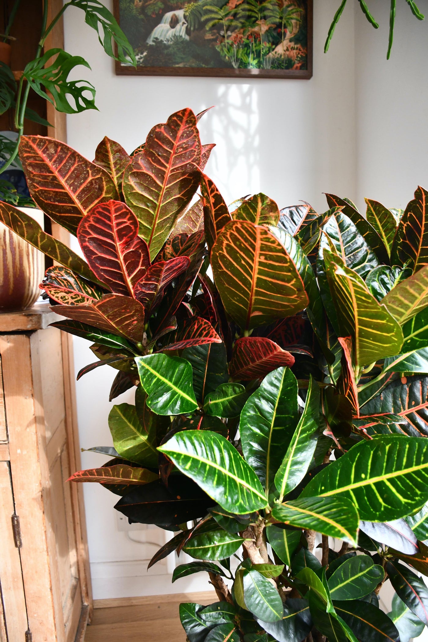 Large Codiaeum Petra (Croton Plant)