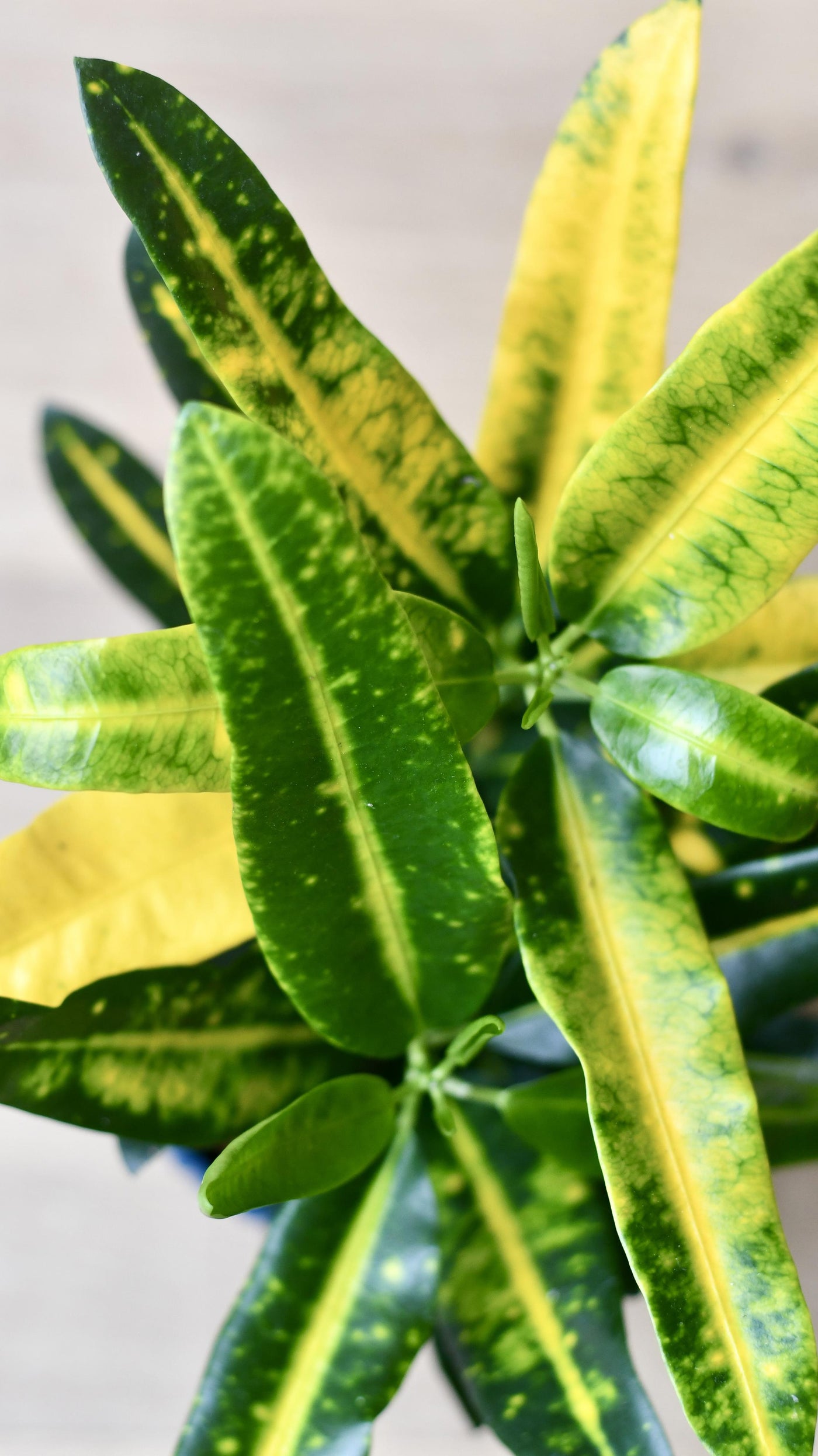 Croton Codiaeum 'Gold Sun'