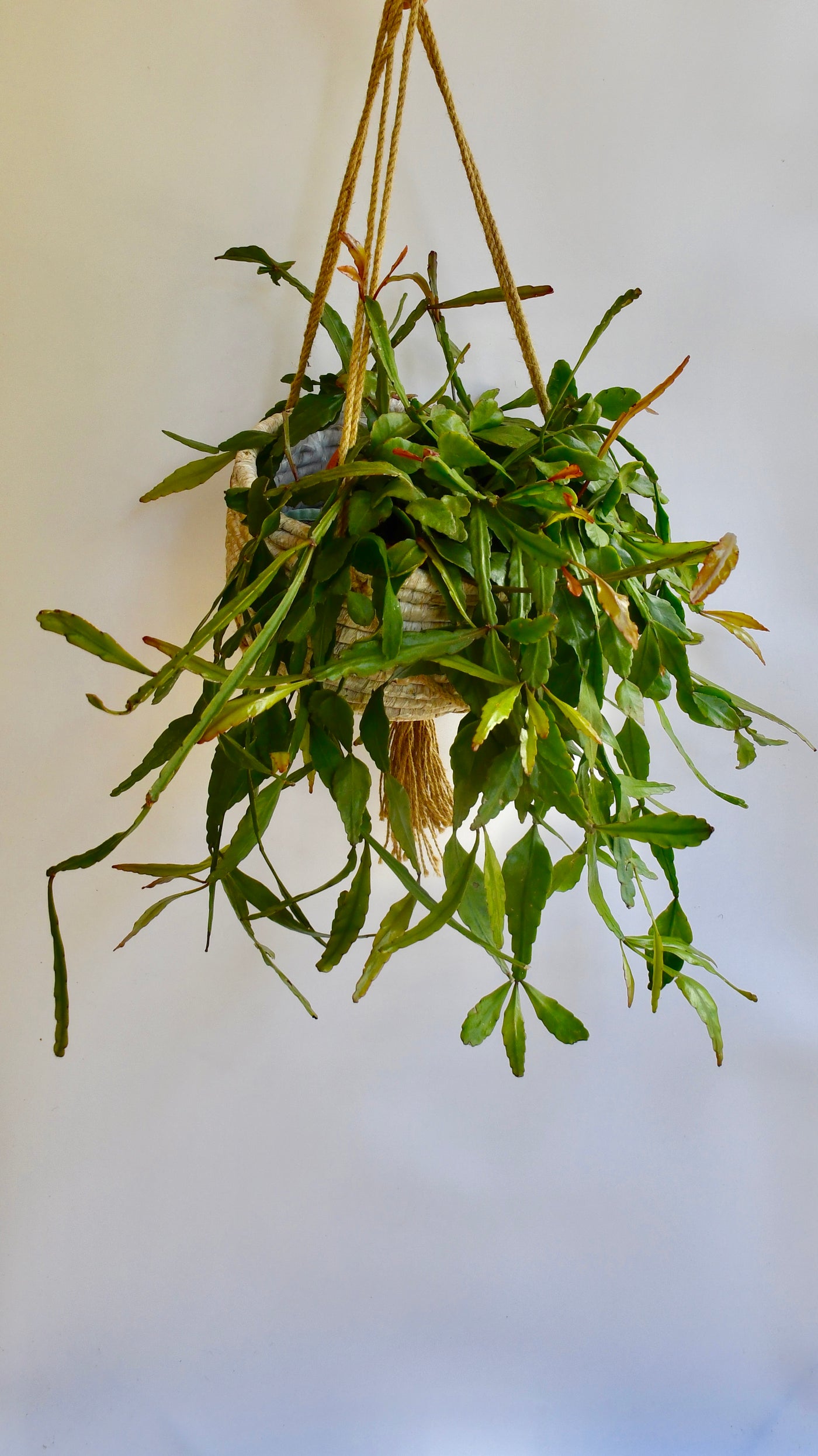 Large Rhipsalis Elliptica