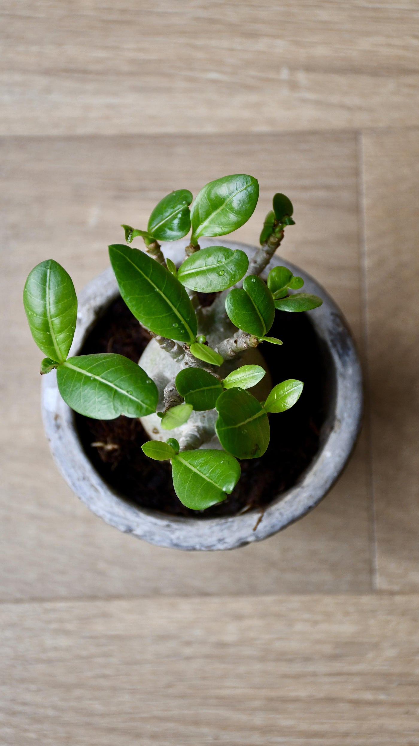Small Adenium Baobab