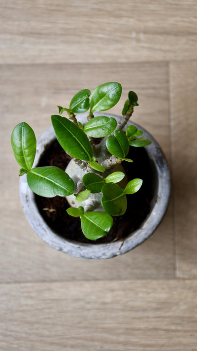 Small Adenium Baobab