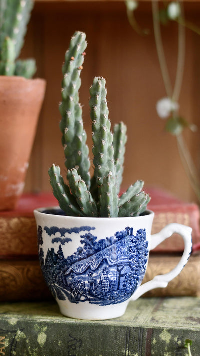 Euphorbia Debilispina