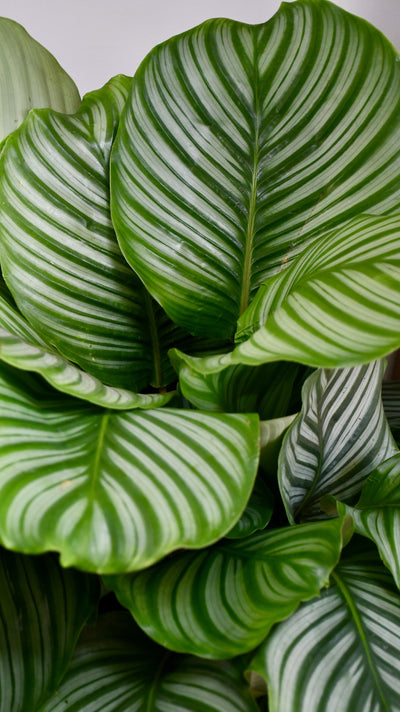 Large Calathea Orbifolia