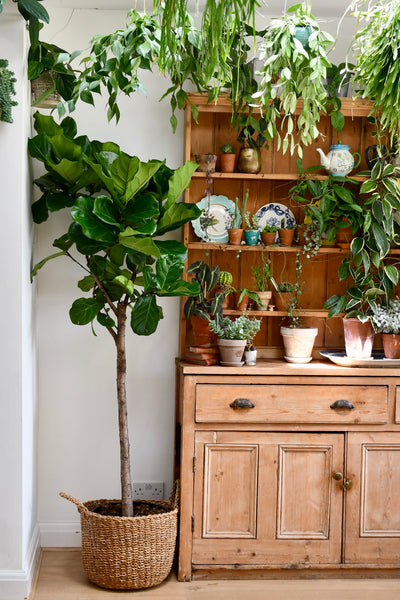 Extra Large Fiddle Leaf Fig Tree (Ficus Lyrata Tree, Lollipop Shaped Tree)