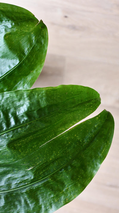 Split-Leaf Cyclanthus (Cyclanthus Bipartitus)