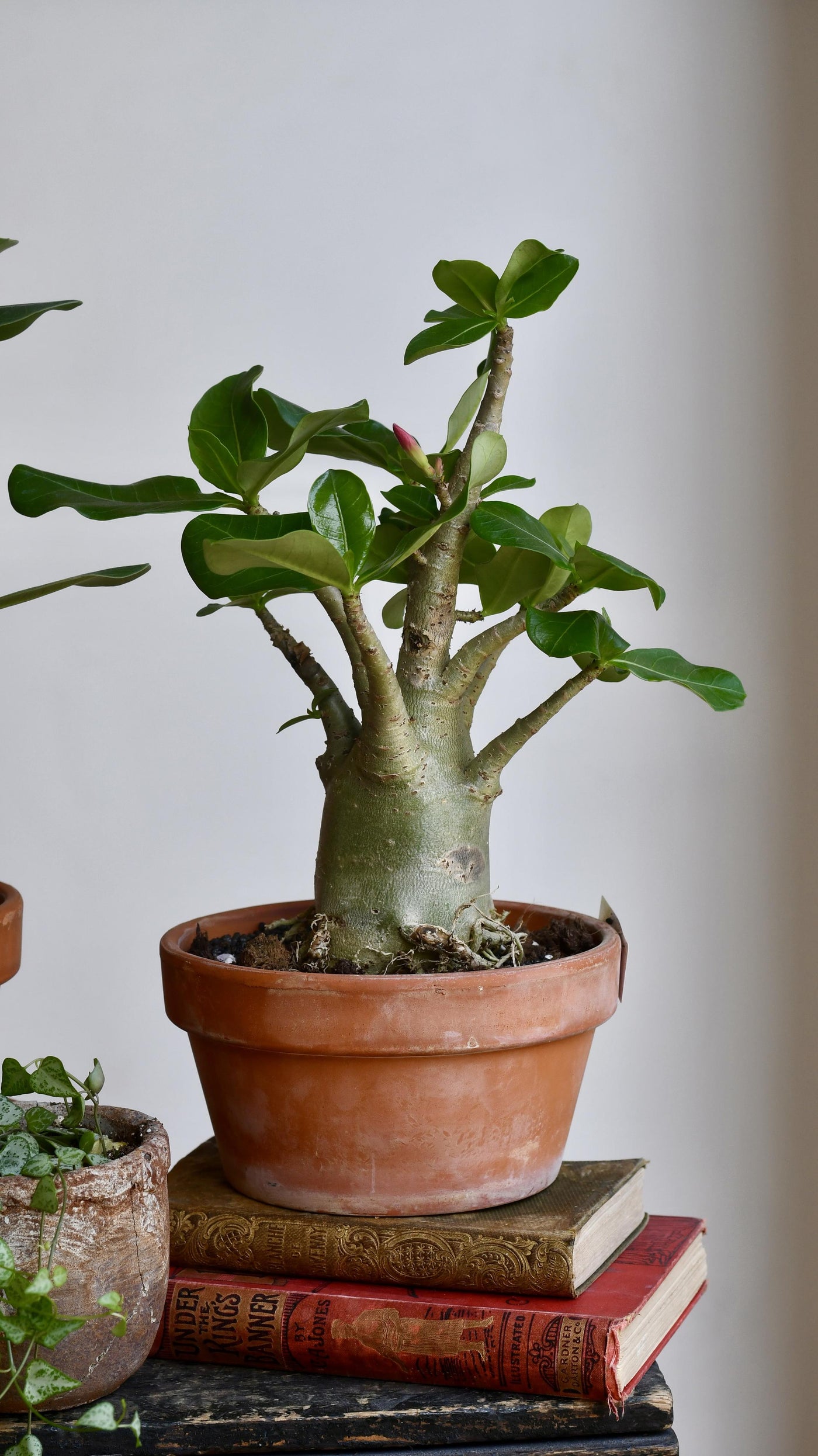 Large Adenium Baobab