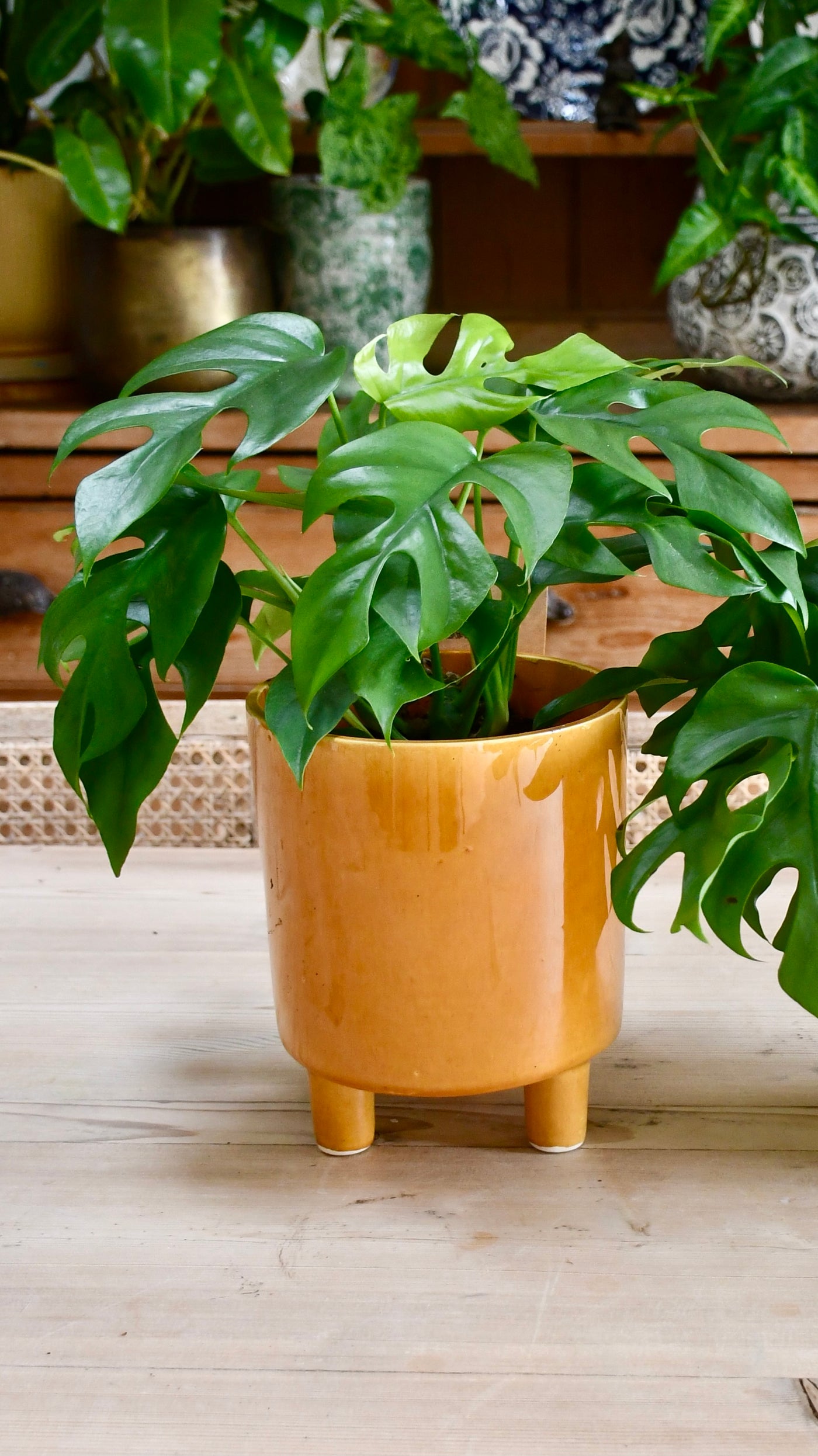 monstera minima Monstera Minima | Rhaphidophora Tetrasperma