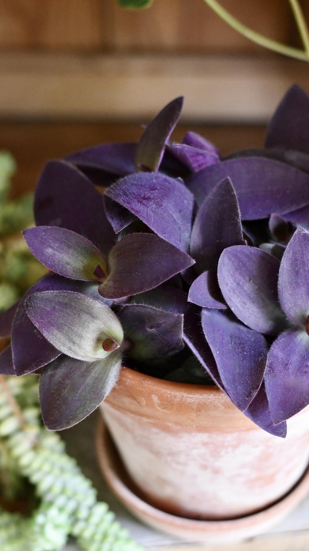 is purple heart indoor plant Tradescantia pallida 'Purpurea' | Purple Heart