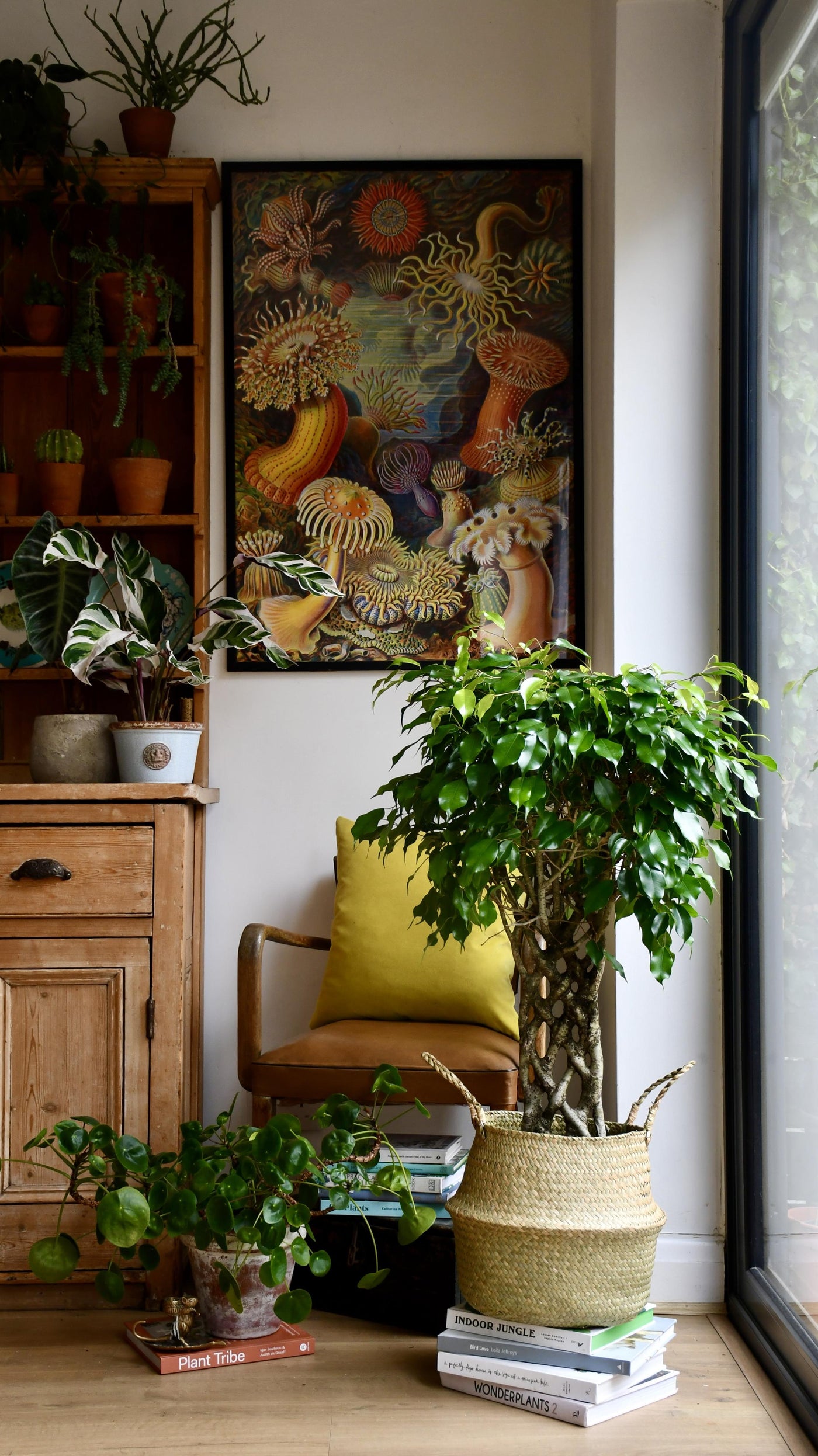 Twisted Weeping fig - Benjamina