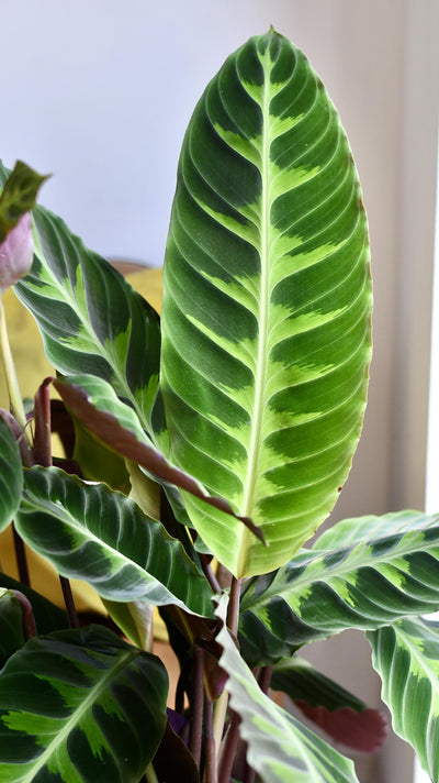 XL Calathea warscewiczii
