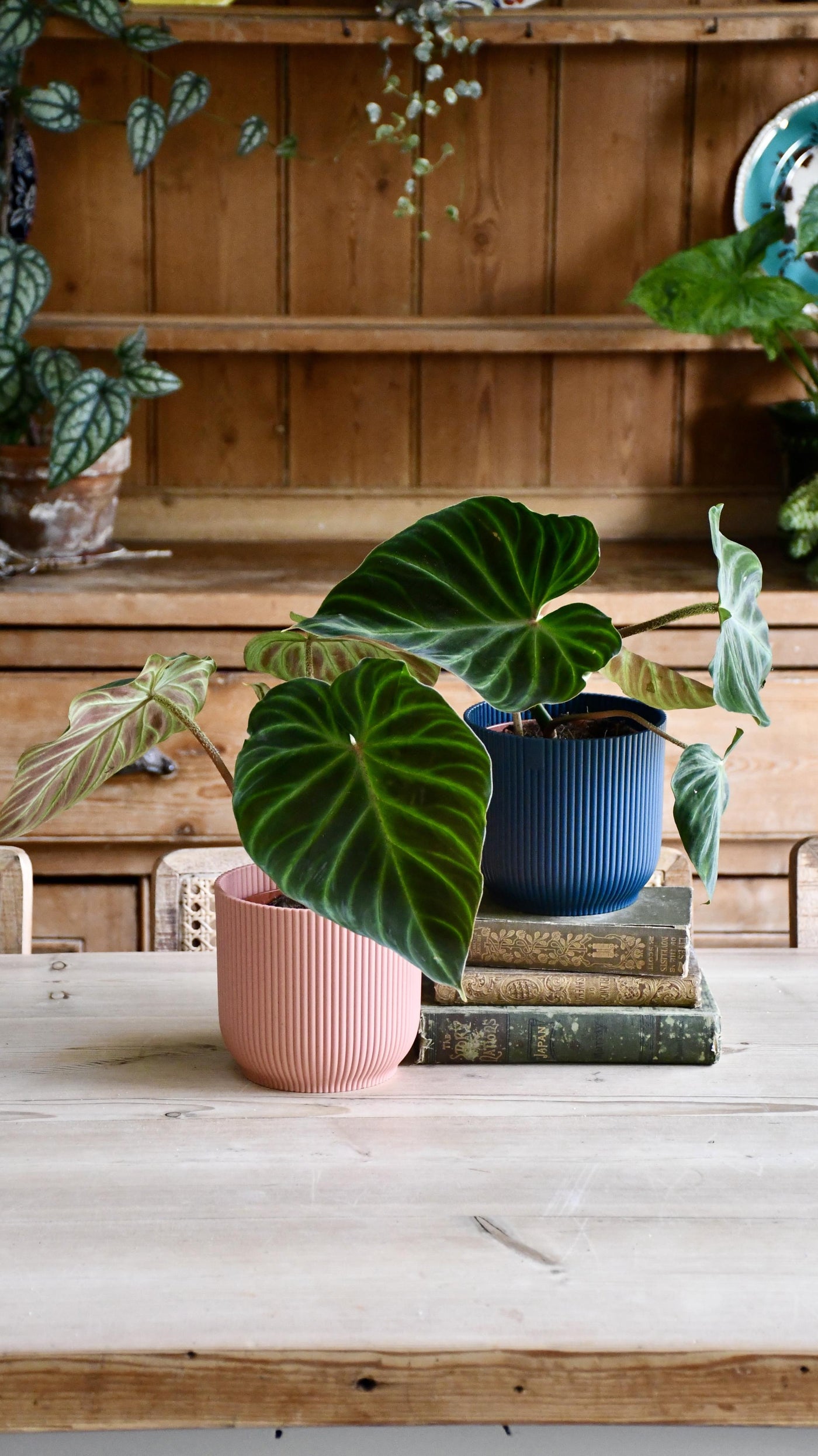 buy philodendron verrucosum Philodendron Verrucosum | Rare Plant