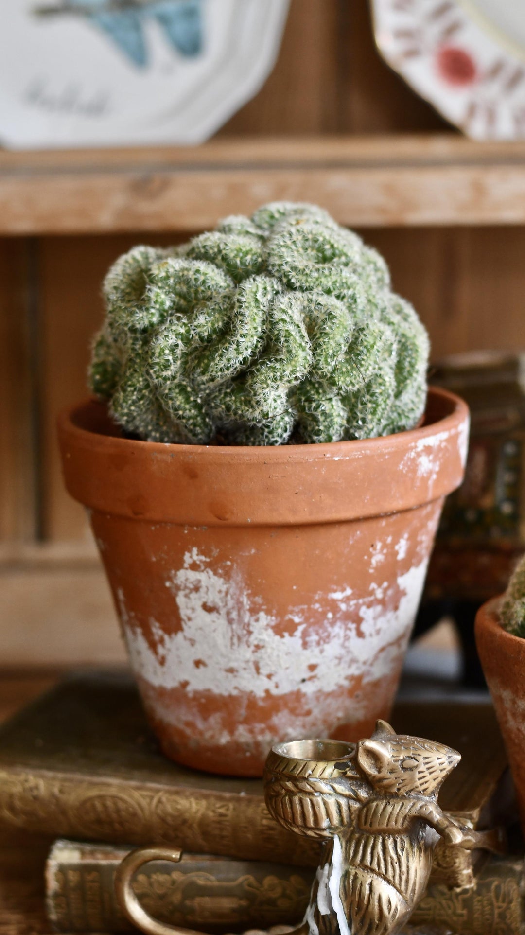 succulents brain cactus Mammillaria Tepelcactus | Rare Cactus