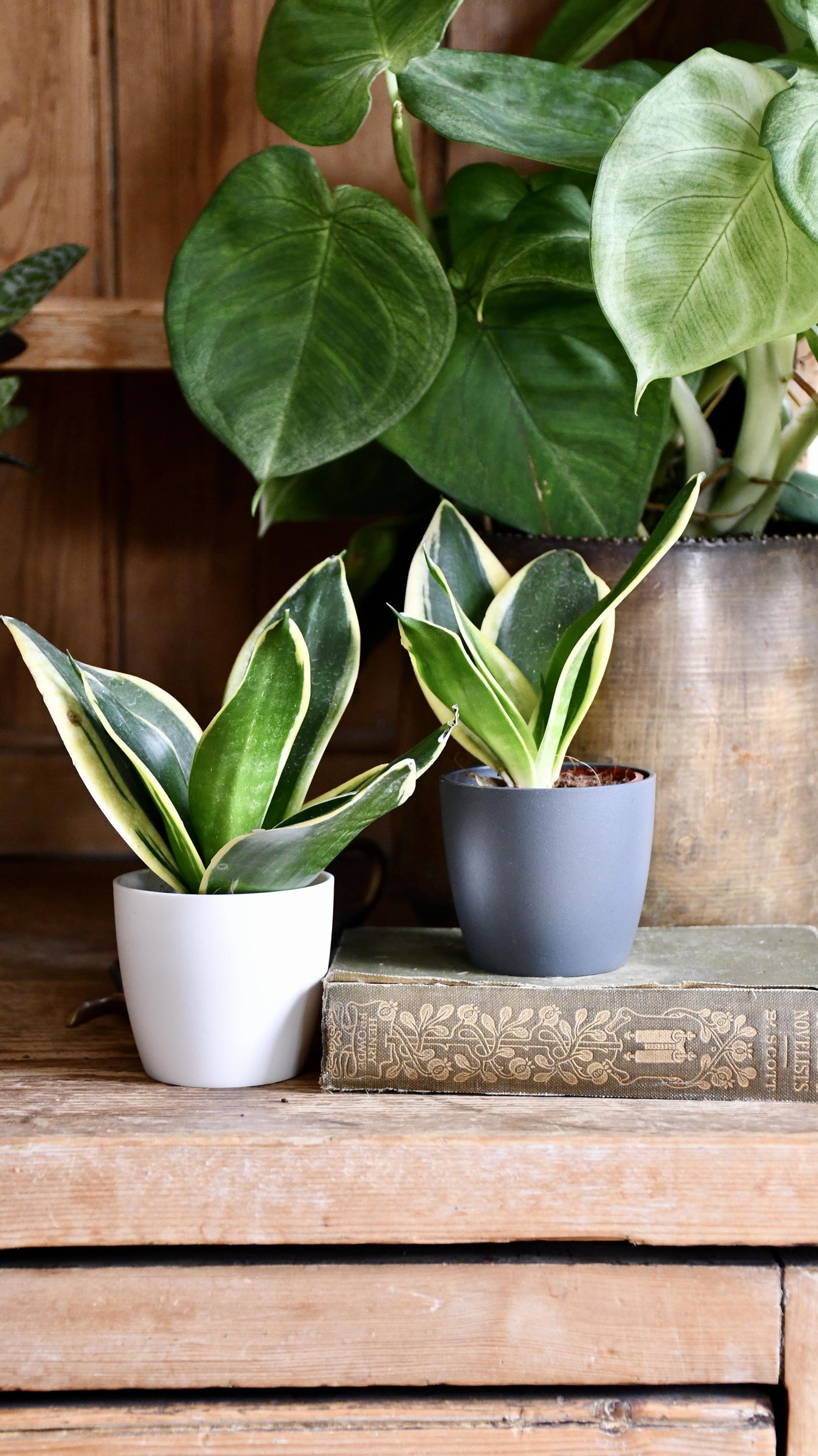 Baby Sansevieria Trifasciata Golden Hahnii & pot