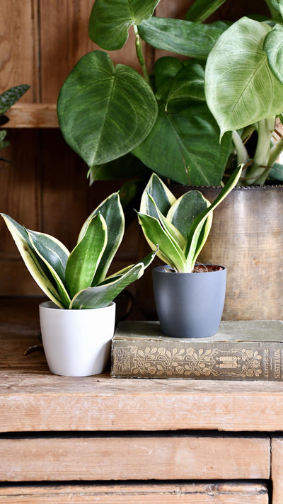 Baby Sansevieria Trifasciata Golden Hahnii & pot