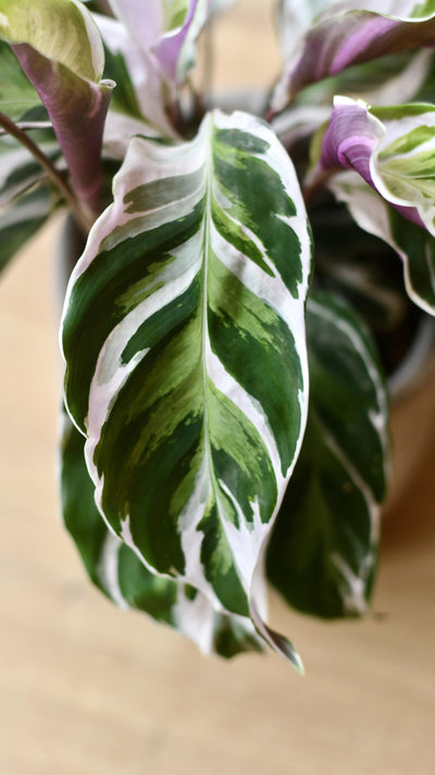 Calathea White Fusion