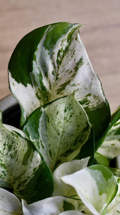 Epipremnum Happy Plant