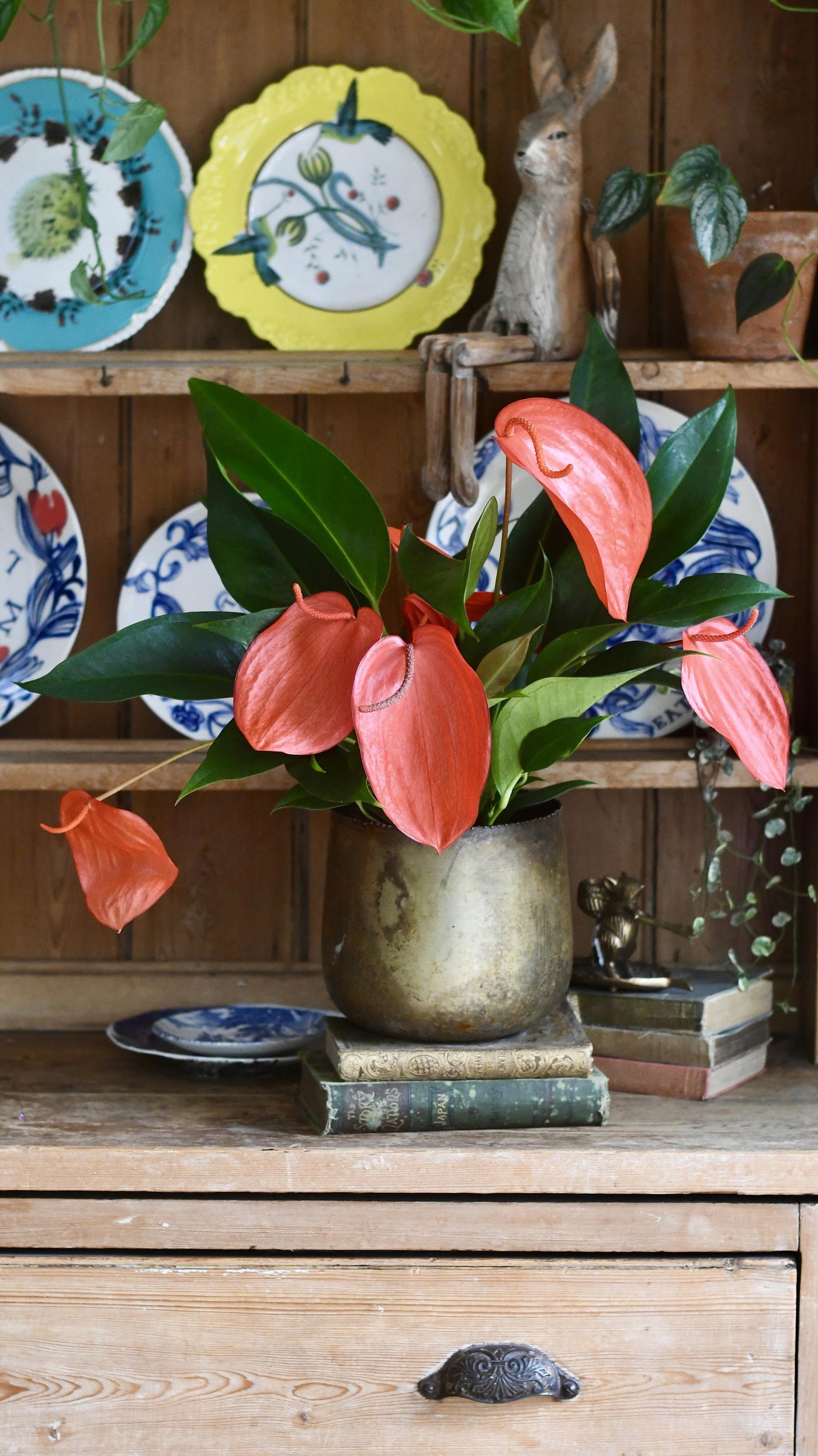 anthurium scherzerianum christine Anthurium Scherzeria 'Christine'