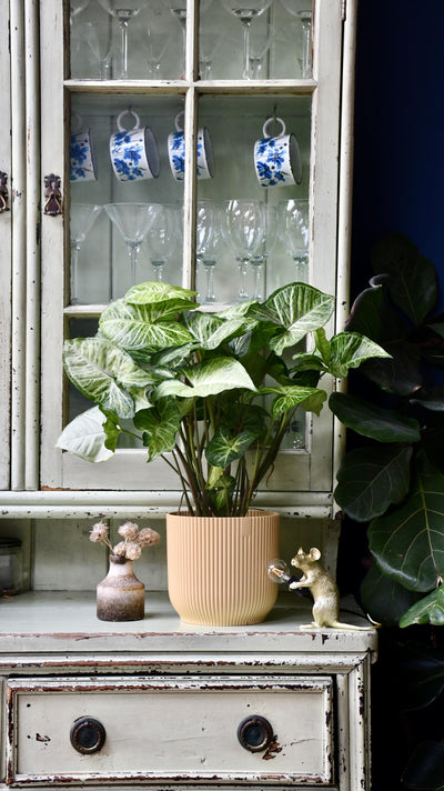 Syngonium White Butterfly and Vibes Pot