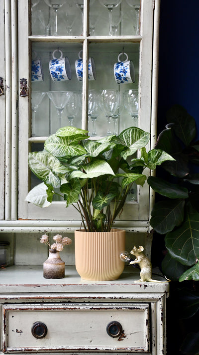 Syngonium White Butterfly | Syngonium nephphytis | Syngonium Arrow