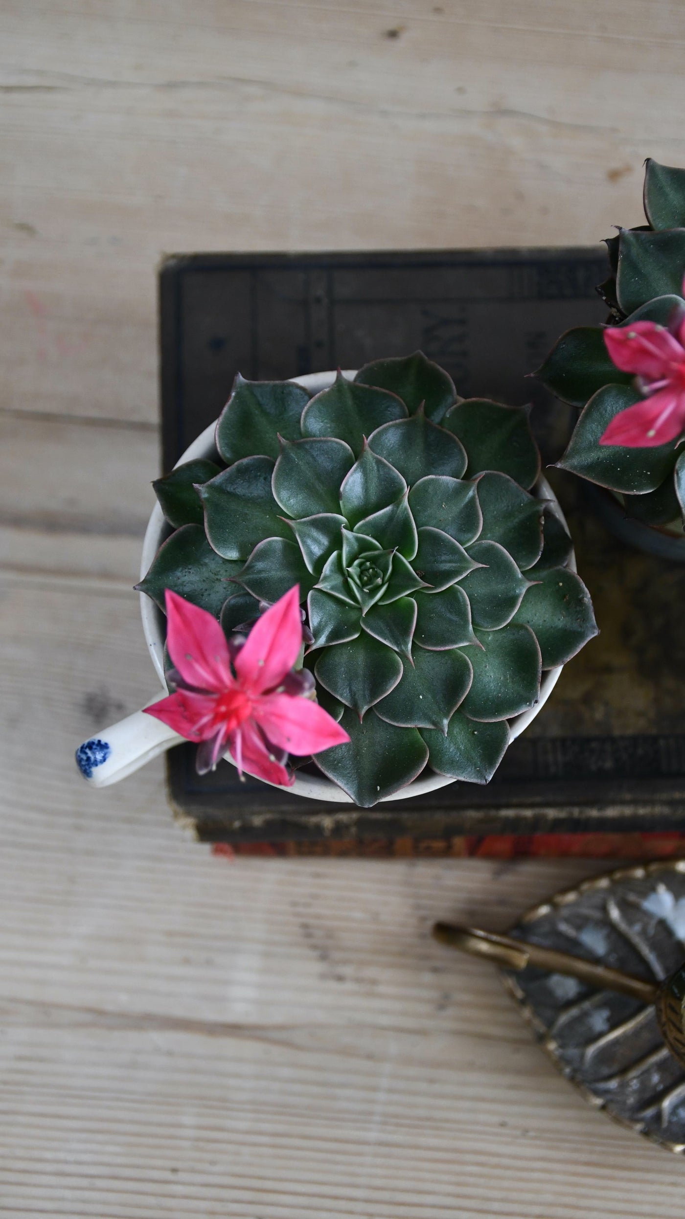 Graptopetalum bellum