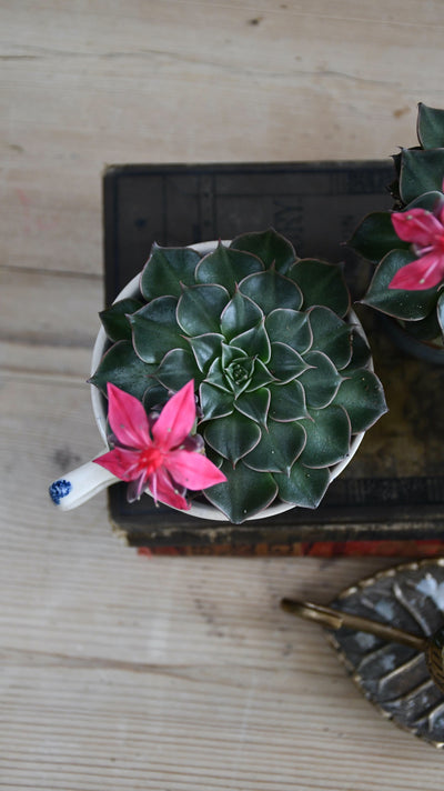 Graptopetalum bellum