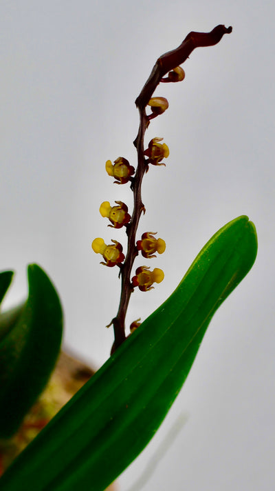 Bulbophyllum Falcatum Orchid