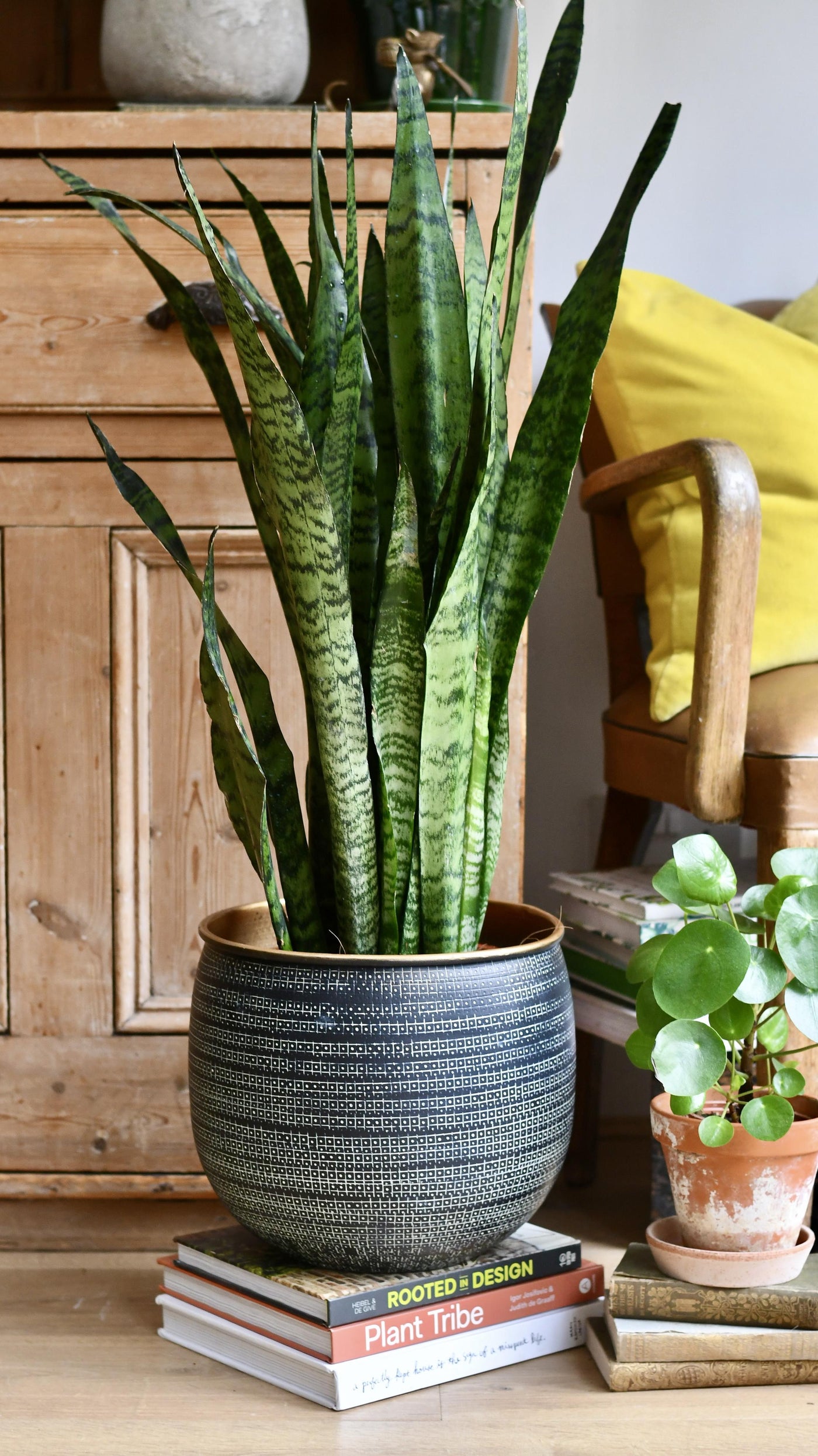 sansevieria trifasciata zeylanica Sansevieria Trifasciata Zeylanica & Black Etched Planter